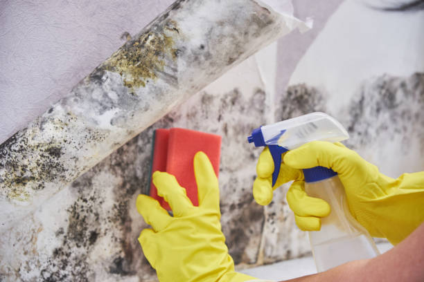 Best Real Estate Mold Inspection in Buckhall, VA